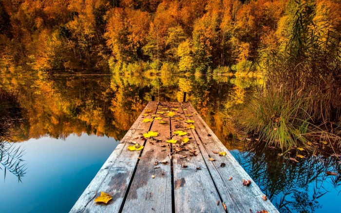 body of water gray wooden dock nature landscape trees pier 2k