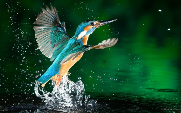 Kingfisher Bird Fisherman Hd Wallpaper Download For Mobile 2k 4k