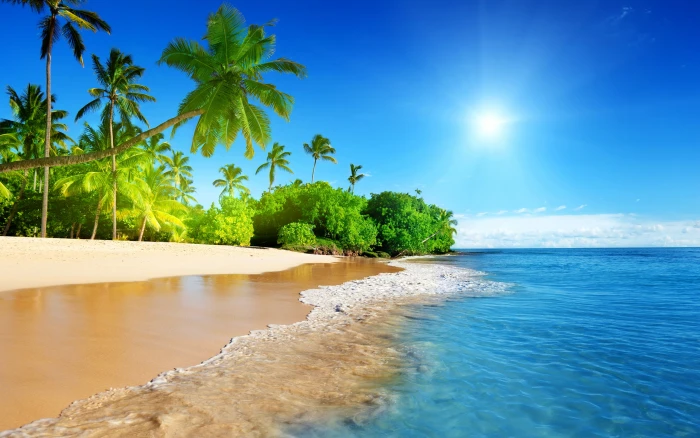 Tropical Palm Tree Beach Ocean Sunlight Island HD nature 2k