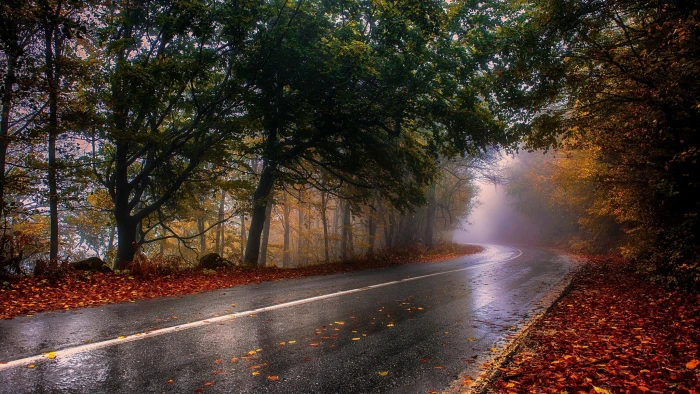 black road nature photography landscape wet fall mist trees 2k