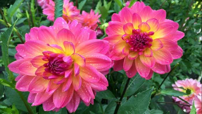 Dahlia Mystic Pink Yellow Garden Plants Ultra Hd Wallpapers For Desktop Mobile Phones And Laptop 2k 4k