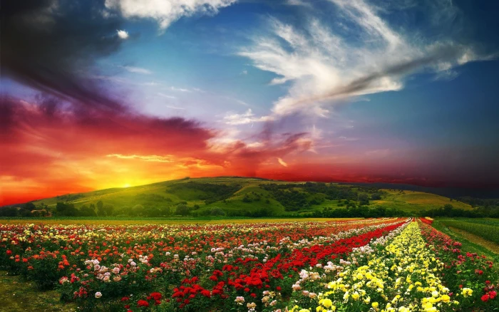 Flowers roses fields nature sky clouds sunset 2k