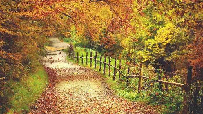 for desktop nature scenes beautiful scenery plant 2k