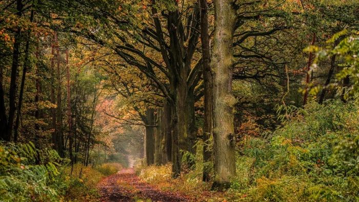 for desktop nature scenes beautiful scenery tree 2k