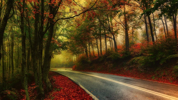 gray road in between trees wallpaper nature photography landscape 2k