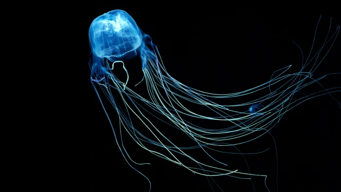 lighted jelly fish Australian Box Jellyfish wallpaper 2k 4k 5k