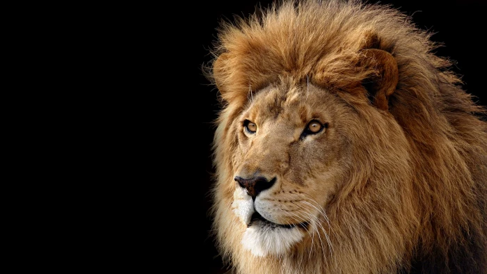 lion digital wallpaper black background animals big cats mammal 2k 4k