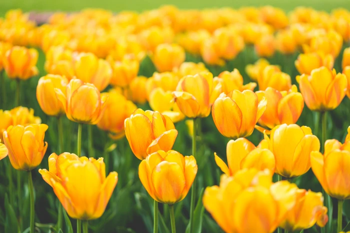 Meadow of Blooming Yellow Tulips blooms colorful farm fields 2k 4k 5k
