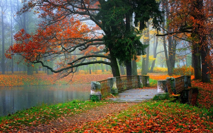 Park scenery river water forest trees leaves colorful autumn 89 2k