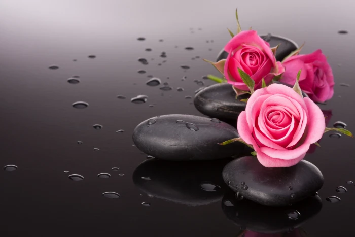 pink rose flowers stone nature drop freshness backgrounds 2k 4k 5k