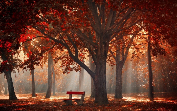 red tree forest sun rays through trees photography nature landscape 2k