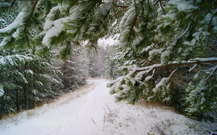Road in the snowy forest pine trees covered with snow nature 2k