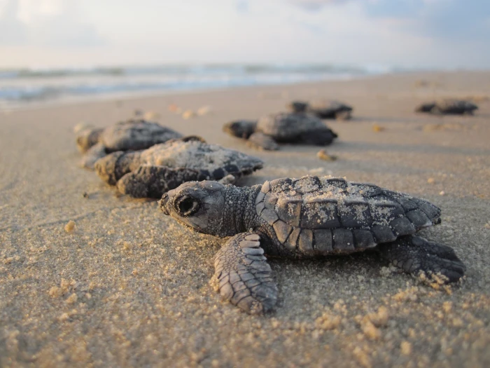 sea turtle hatchling in macro photography turtles hatchlings 2k