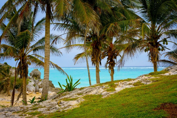 sea landscape nature sky beach clear water coast coconut trees 2k