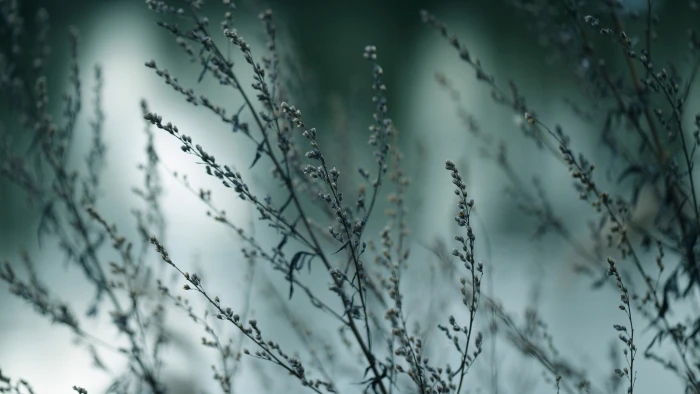 selective focus photography of gray plant Wildflowers wallpaper 2k 4k 5k