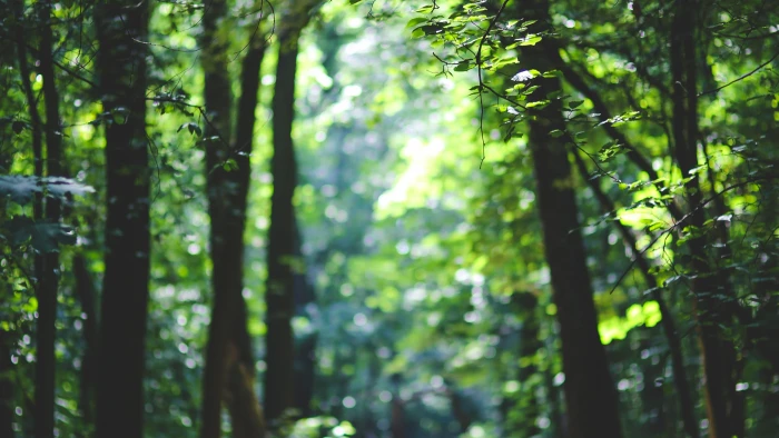 shallow focus photography of green forest during daytime 2k 4k
