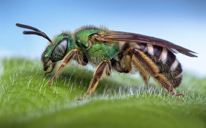 Sweat Bee Macro Photography Desktop Hd Wallpaper For Pc Tablet And Mobile 2k 4k