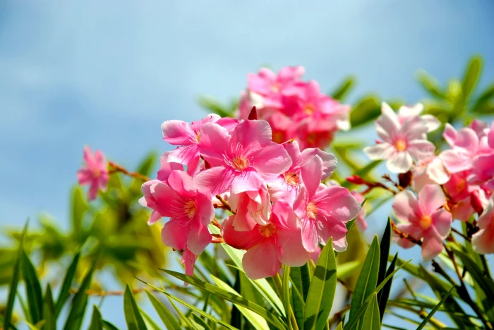 tilt shift lens photography of pink flowers Special Vaikaradhoo 2k 4k