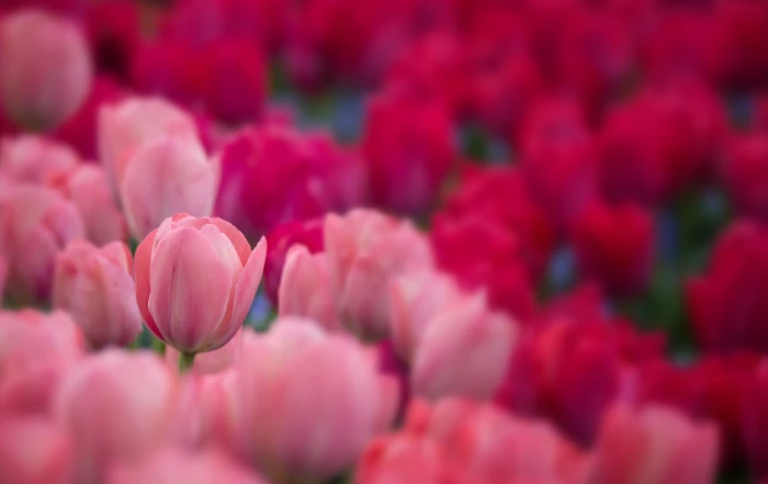 Tulips Garden 2k 4k 5k