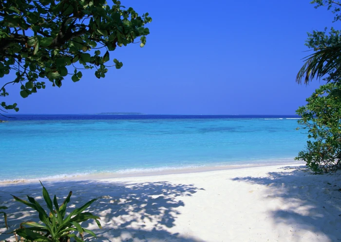 white sand maldives tropical beach palm trees sea nature 2k