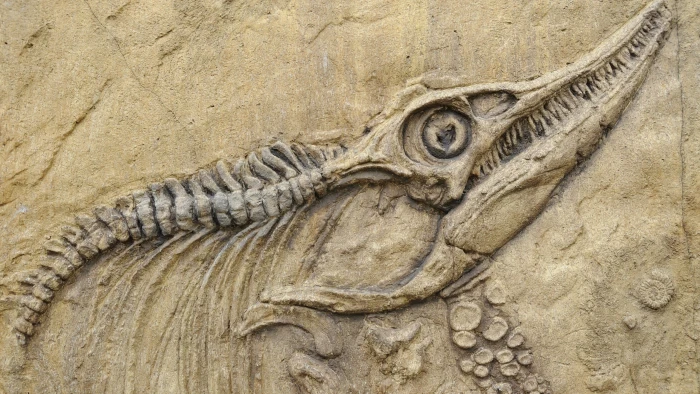 animal fossil nature animals skull bones prehistoric birds 2k