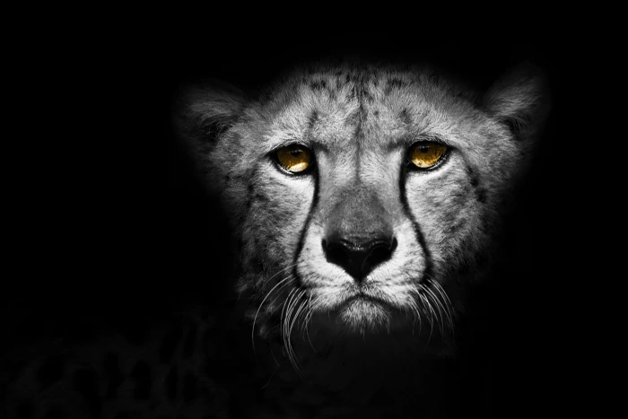 animal cheetah exotic wild design nature leopard wildlife 2k 4k 5k