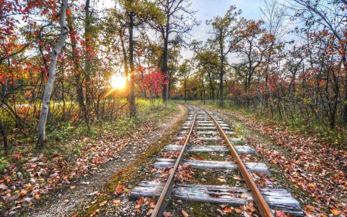 background nature image tree plant track autumn 2k