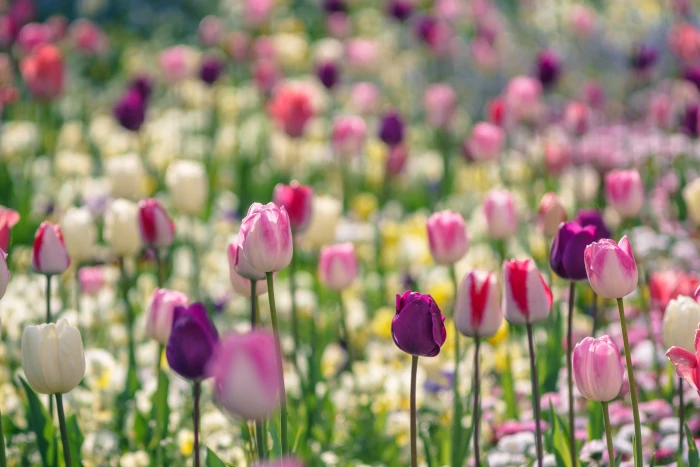 bed of purple white and pink petaled flowers tulips 2k 4k 5k