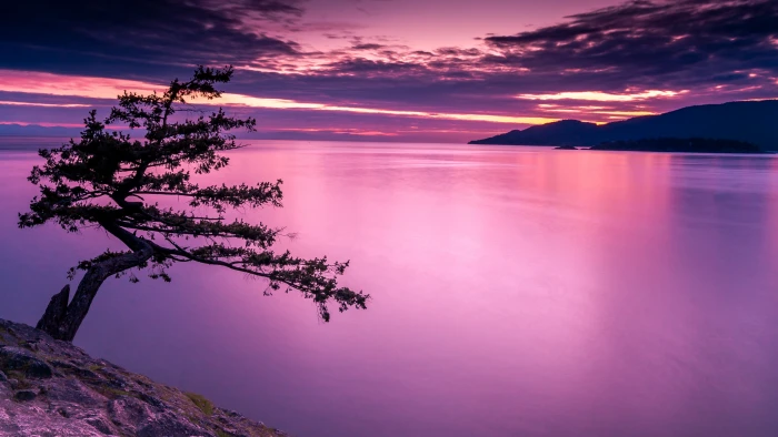 body of water and tree on island juniper Point West Vancouver 2k 4k