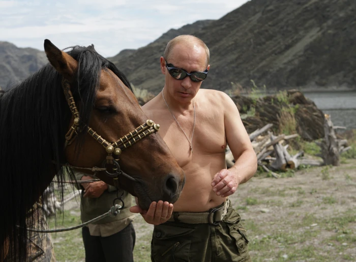 brown horse vladimir putin president of russia prime minister 2k 4k