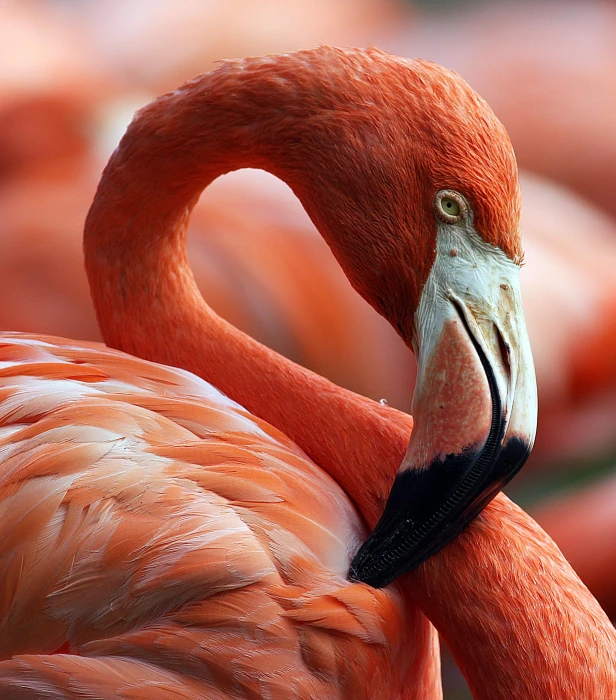 close up photo of red and white swan flamingo pink 2k