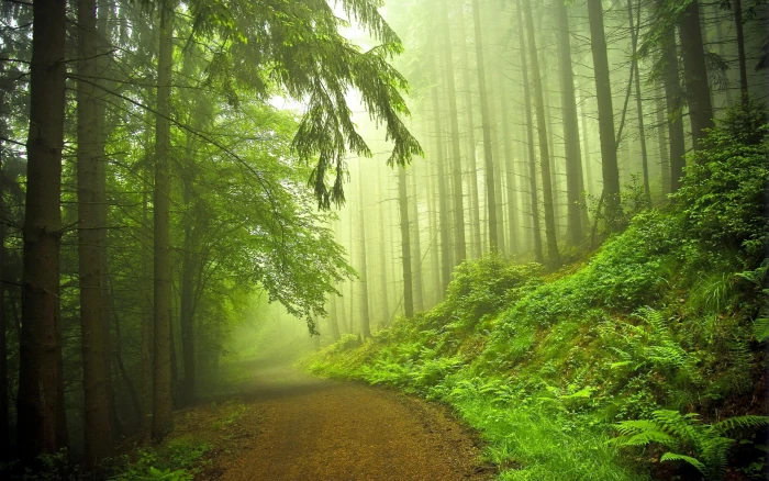 Early Morning Forest green leafed trees Nature Scenery fog 2k