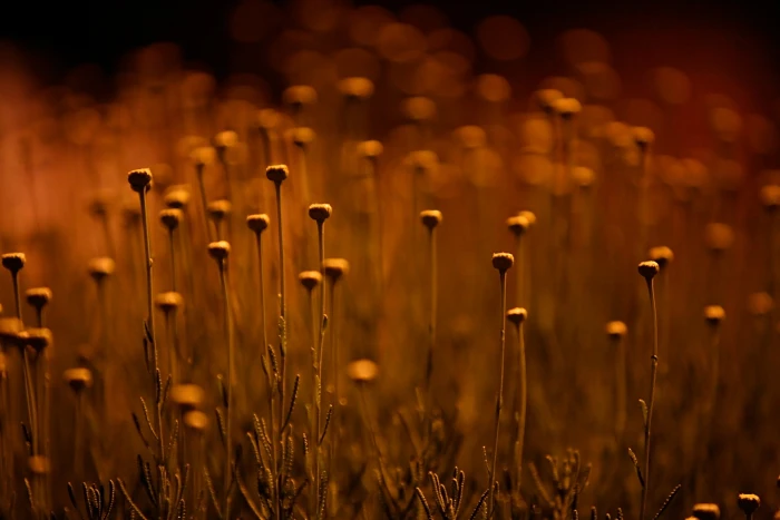 Flowers harmony HD 2k 4k