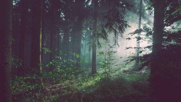 forest trees wallpaper untitled nature landscape leaves branch 2k 4k