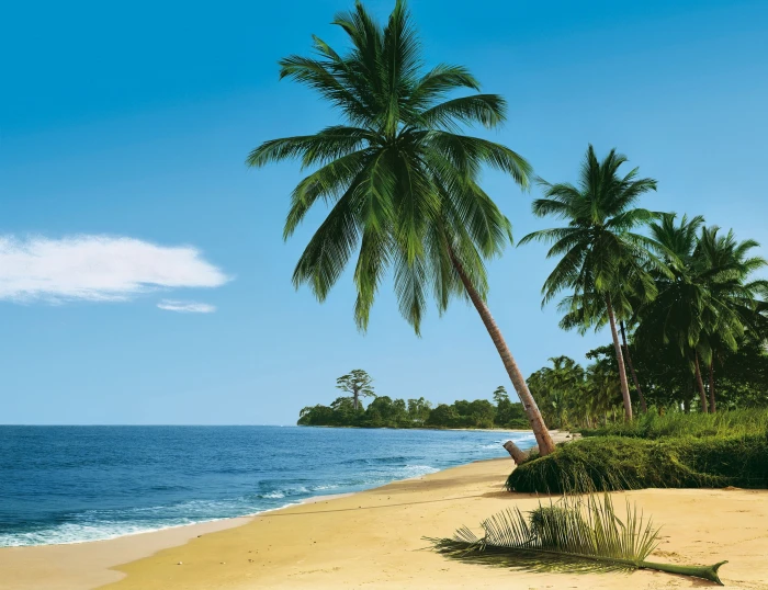 green coconut palm tree beach tropics sea sand trees 2k