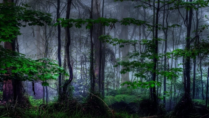 green forest trees nature landscape branch leaves morning 2k