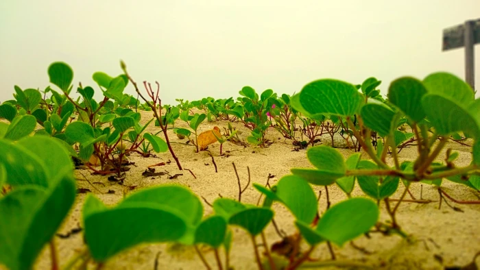 green leaf plant nature lotus flowers beach Sri Lanka part 2k 4k