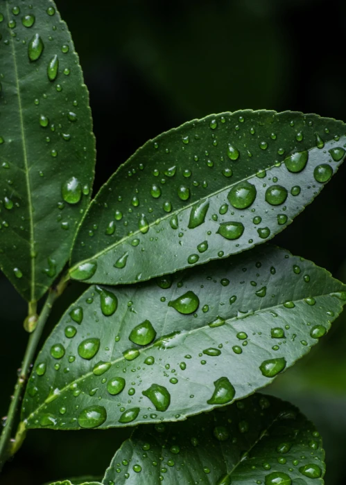 Green Leaves With Water Drops clean close up dew droplet 2k