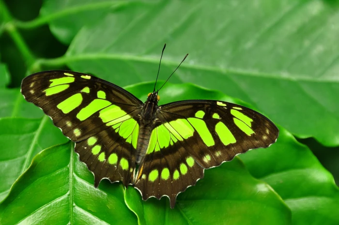 green Malachite butterfly perching on leaf in close up photography 2k 4k