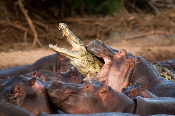 hippopotamus and crocodile animals hippos crocodiles reptiles 2k 4k