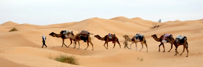 man walking on desert with camels tunisia caravan sand sahara 2k 4k