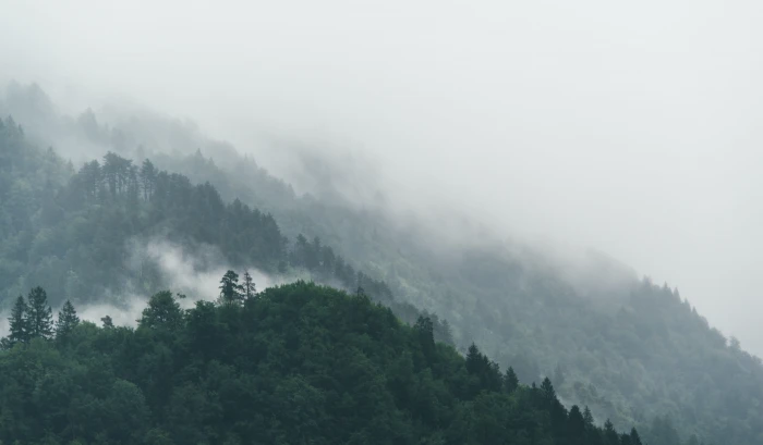 mountain forest trees nature landscape fog foggy scenery 2k 4k 5k