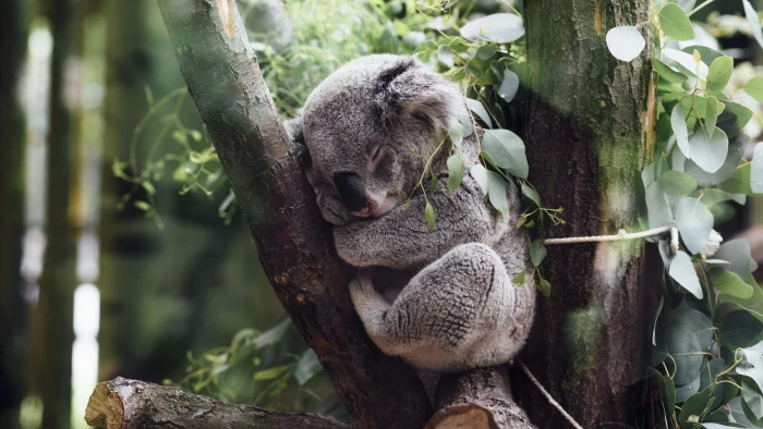 nature animals koalas sleeping trees leaves branch baby 2k 4k