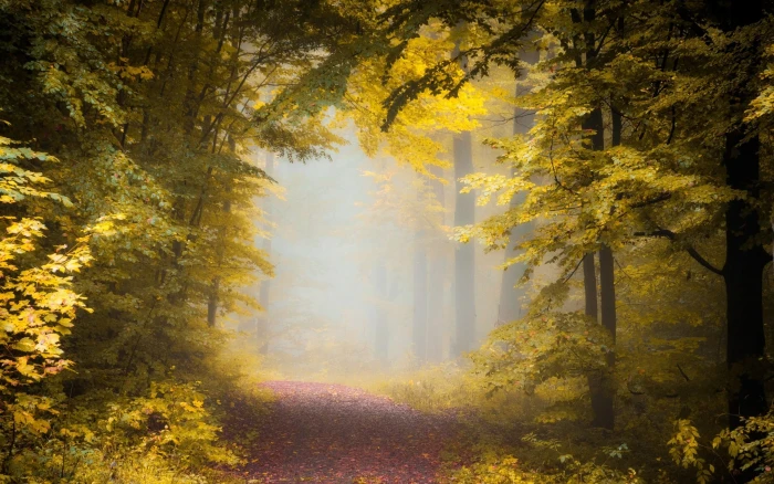 nature landscape fall path forest mist morning trees 2k