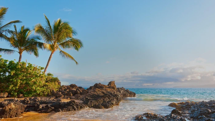 palm tree romantic united states maui makena cove hawaii 2k 4k