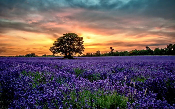 Purple lavender fields scenery sunset flowers 2k