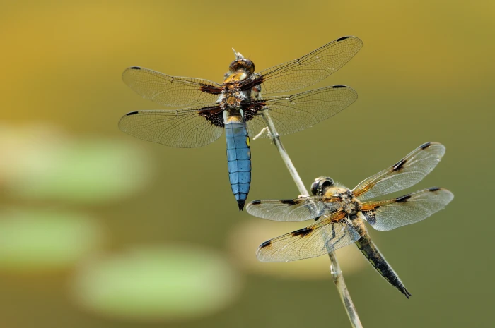 shallow focus photography of blue and brown dragonflies macro 2k 4k