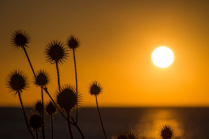 silhouette of plant during sunset light Trelleborg hav sea 2k 4k 5k