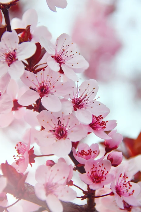 spring flowers pink fresh wood branch 2k 4k