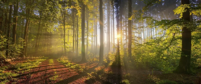 ultra wide photography tree forest plant land beauty in nature 2k